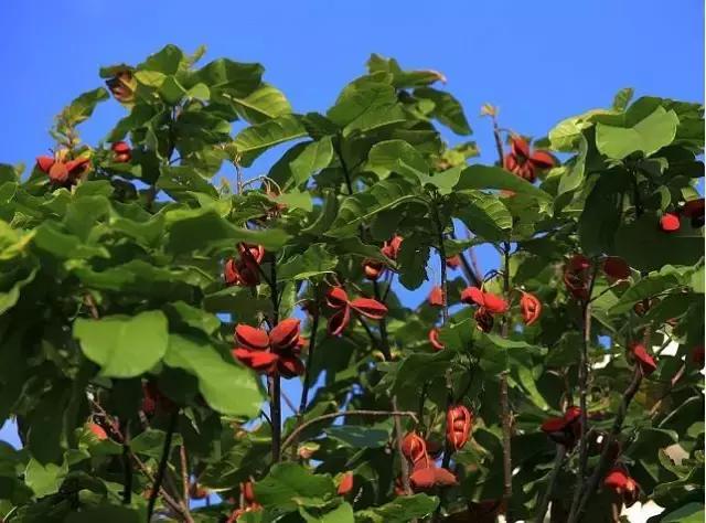 海南珍贵树木有哪些图片,海南花草树木名称大全