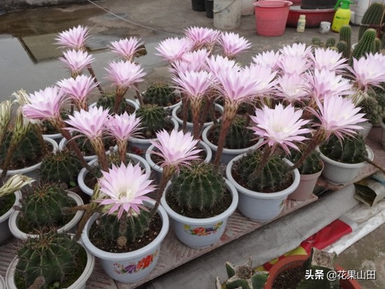 仙人球开完花以后浇什么肥料,仙人球开花要注意哪些