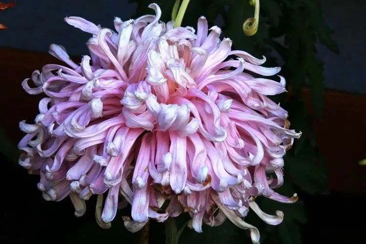 花中四君子菊花,花中四君子菊花的简介