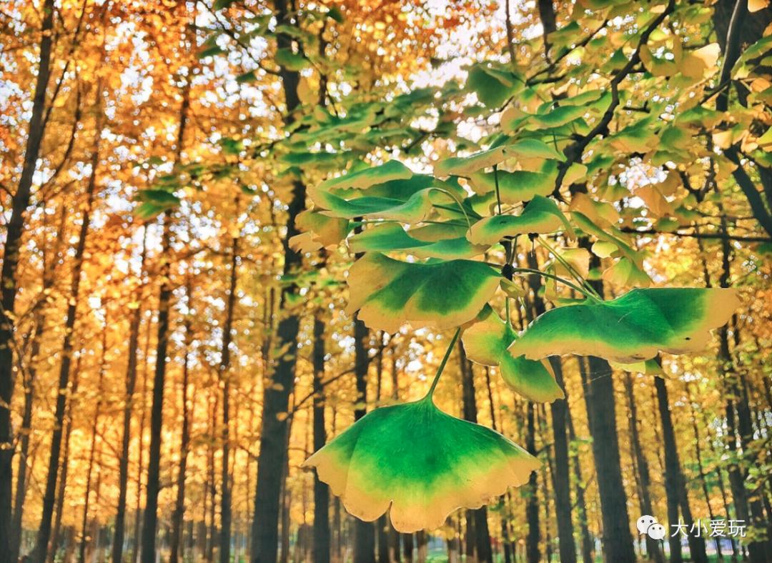 北京红螺寺银杏最佳观赏时间,北京赏银杏景区有哪些