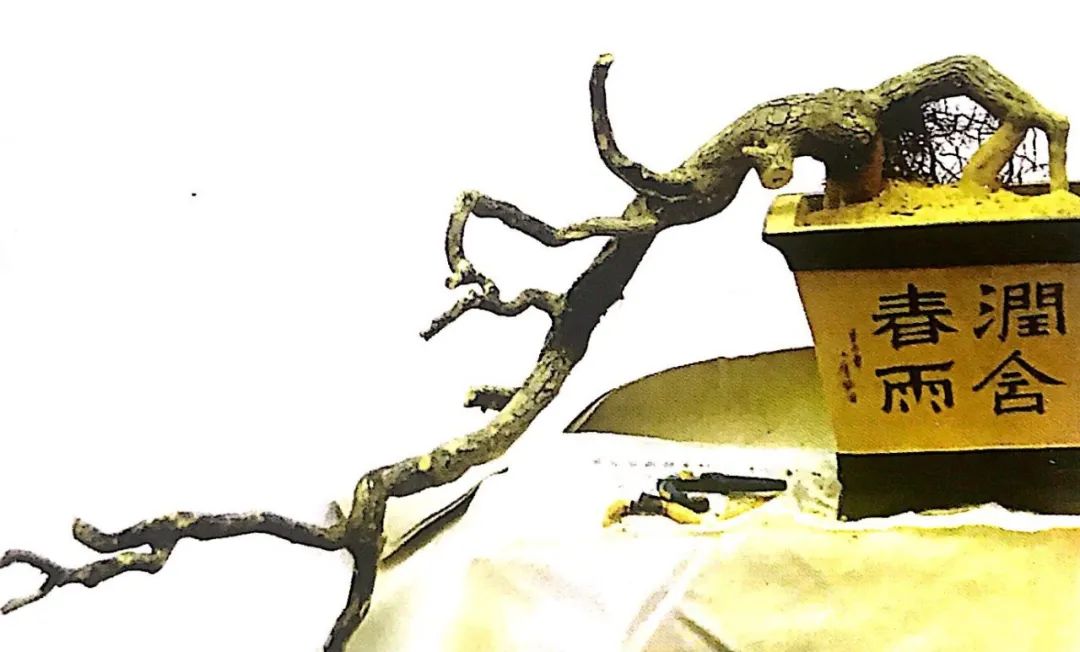 悬崖式老桩盆景,悬崖式盆景造型详解