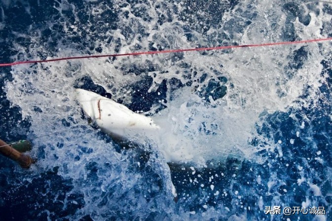 极限工作之捕鲨:年捕杀2亿条!虽说给了份子钱,鱼翅能不吃吗?