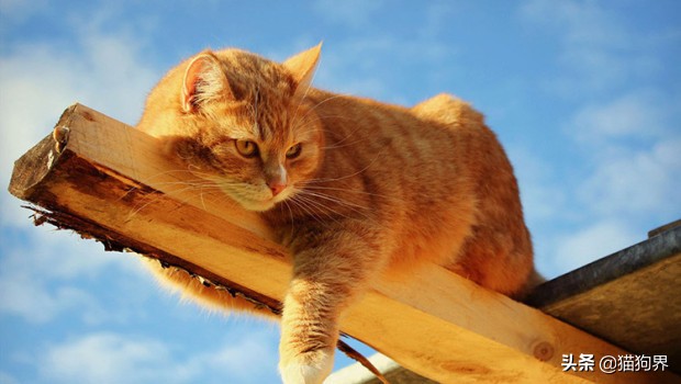 猫咪的肠胃问题不断该如何调理呢,妈咪爱能帮助猫咪调理肠胃吗