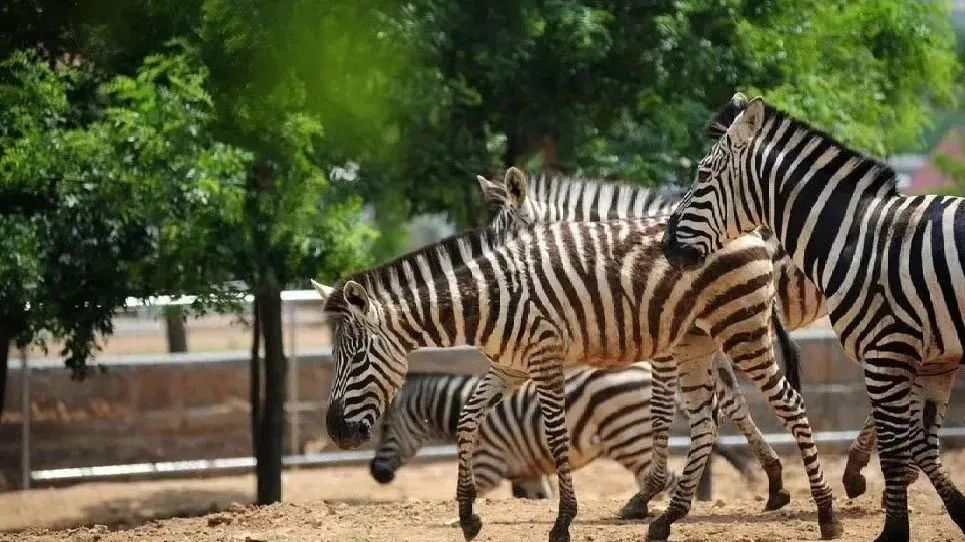 青岛西海岸啤酒节攻略,青岛西海岸周末去哪玩