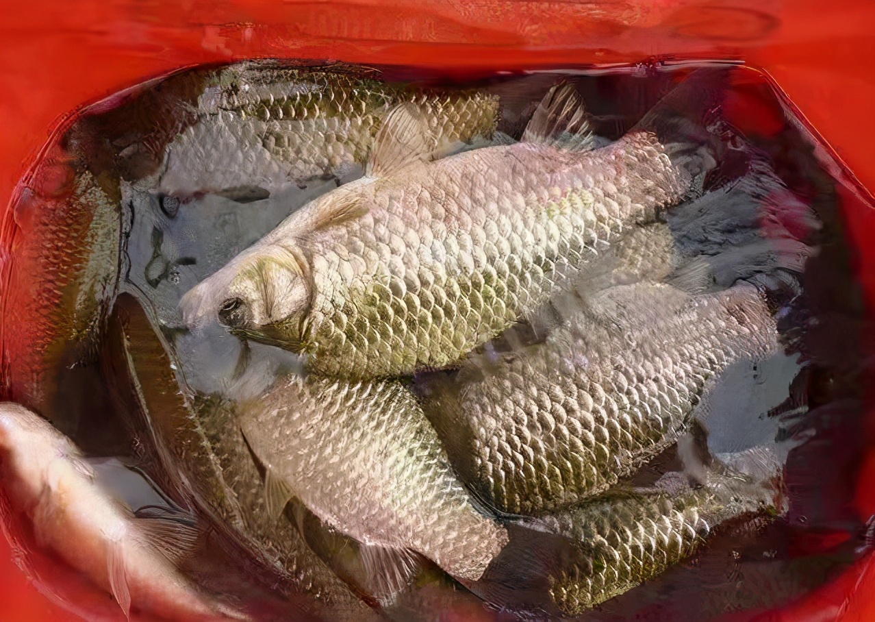 冬季饵料这样开鱼获可以翻倍,夏季降温饵料味型选择