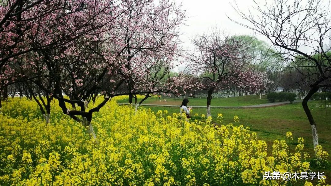 最佳赏樱攻略,2021赏樱攻略来啦快来看