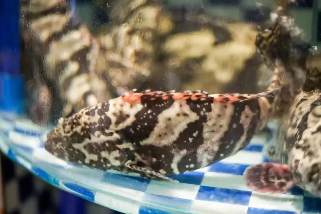 她17岁逃婚出深山，如今在无锡，开了南长街上最大的酒楼