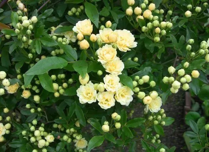 看到花的时候，不知是什么花？那就收下这份百花图谱