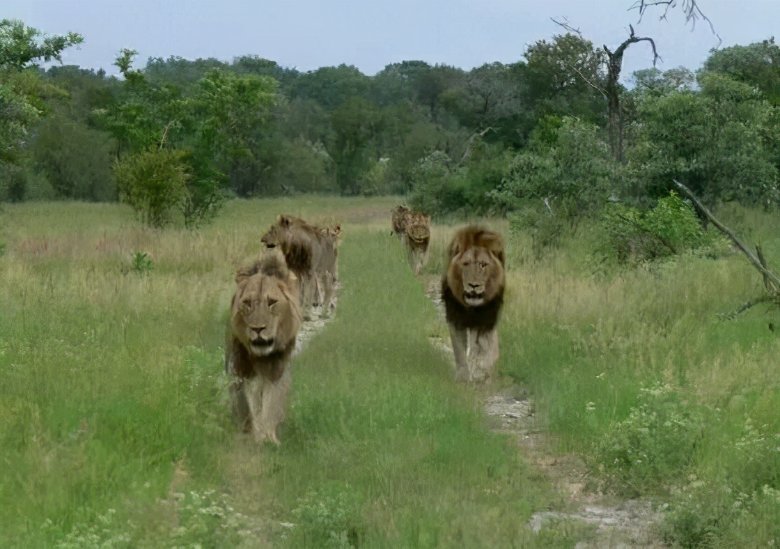 坏男孩联盟狮王之路完整版哪里看,坏男孩联盟狮王之路中文解说