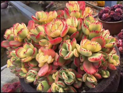 多肉养出状态来有多美？这102种多肉控养上色之后美呆了