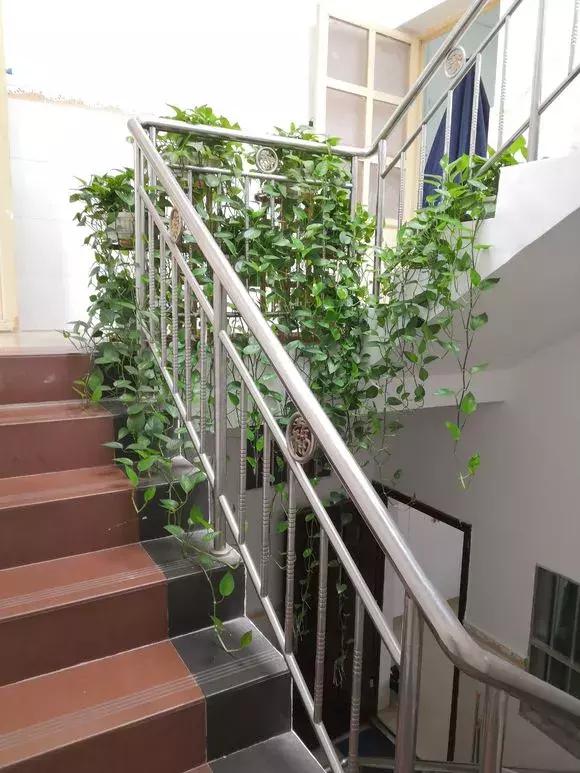 适合室内养的不见阳光的垂吊花,适合阳台种的垂吊花一年四季开花