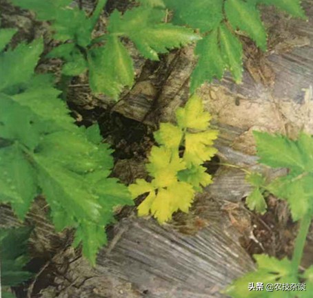 芹菜枯萎病怎么治疗,芹菜枯萎病