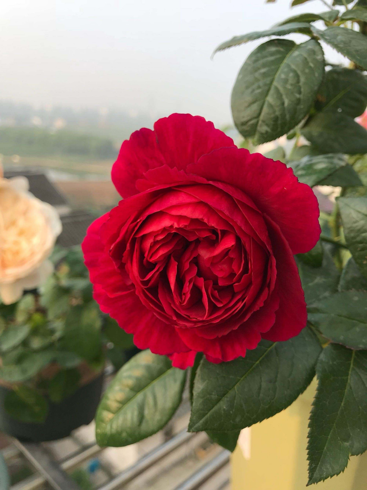 花徒长要怎么处理,花儿徒长怎么办