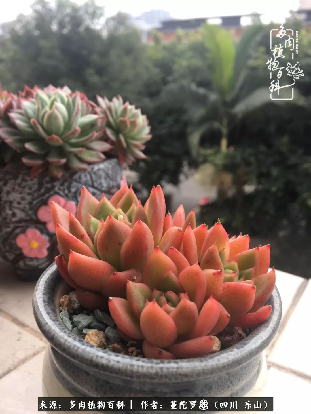 转角遇见多肉,遇见多肉治愈自己