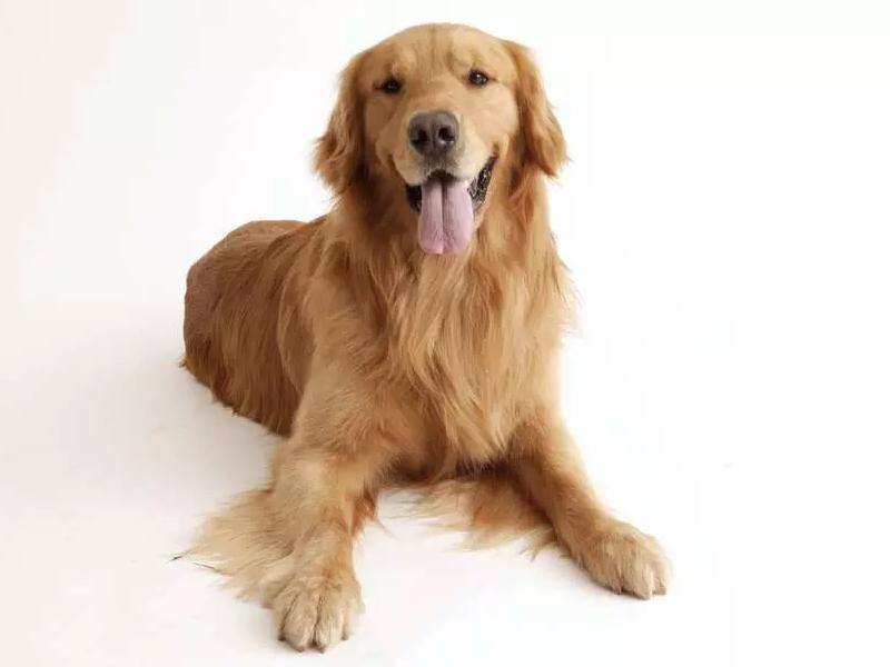 养宠小知识视频怎么做,养宠小知识驱虫