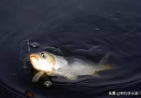 小鱼闹窝大鱼是不是不会来,小鱼闹窝大鱼不来