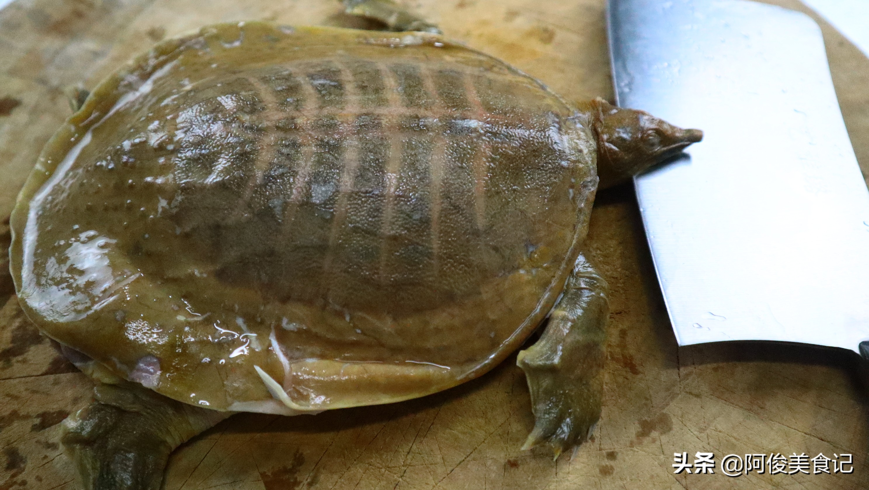 甲鱼杀法及做法,甲鱼怎么宰杀和煲汤