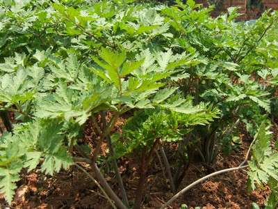 当归别名,当归药材的拉丁名称