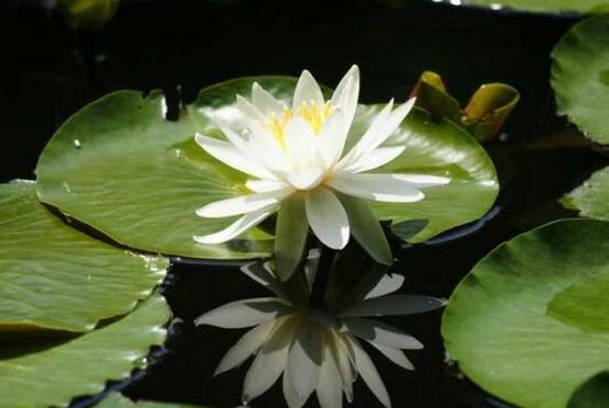 睡莲的水培方法睡莲可以全水养吗,睡莲盆栽种植条件和方法