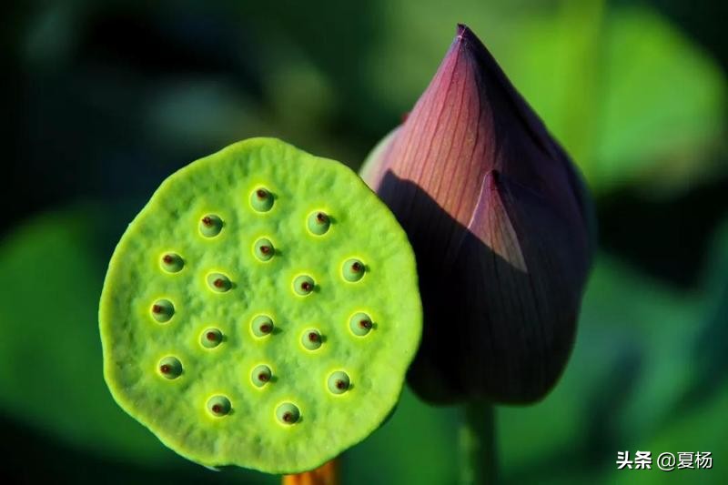 莲子埋入土里多久还可以发芽,莲子埋在泥里会发芽吗