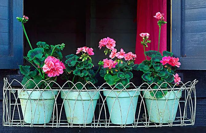 天竺葵不开花的3个原因,天竺葵不开花的原因