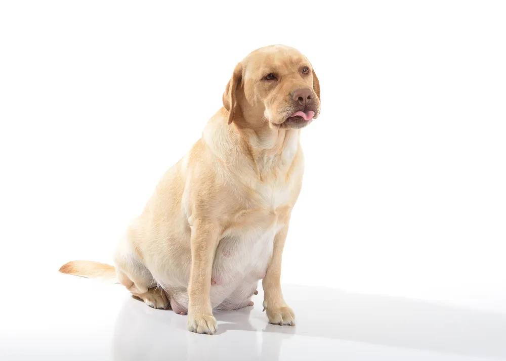 狗狗生产前后怎样护理,狗狗尿道改道后主人回家怎么护理