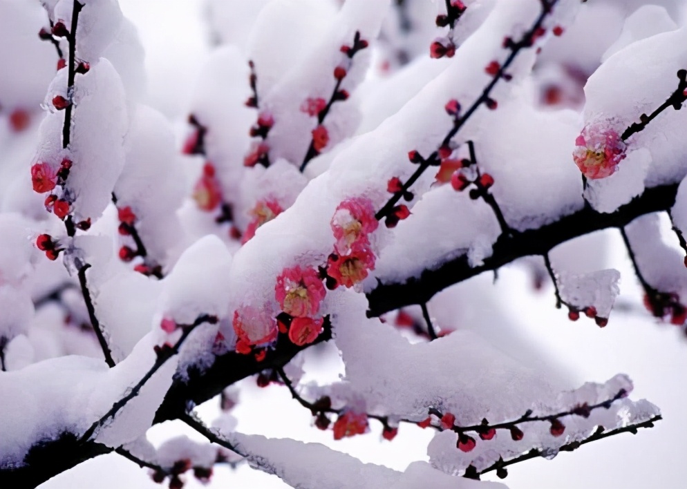 濡備綍鎻愰珮鍐鎶楀瘨鑳藉姏,鍐濡備綍澧炲己韬綋鎶楀瘨