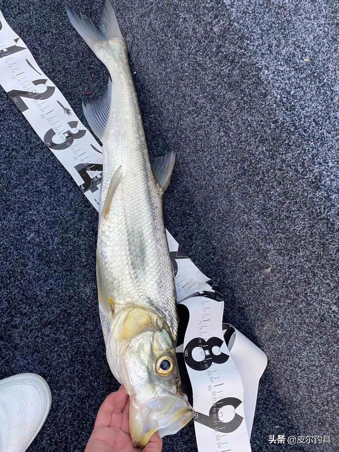 贝克力路亚大师赛总决赛视频,贝克力路亚大师赛2019排名