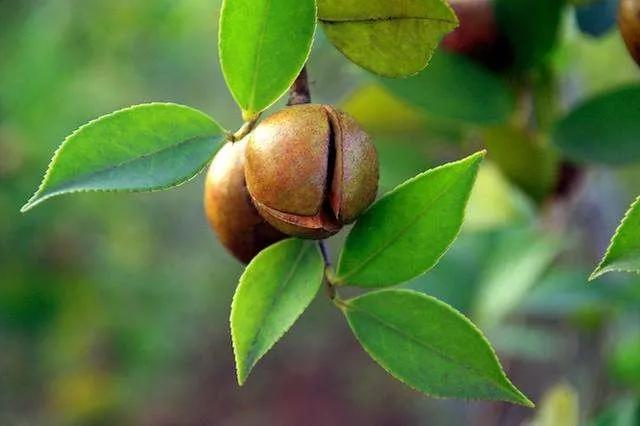 食用油怎么用才会致癌,转基因食用油与癌症