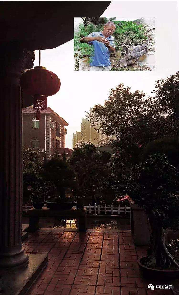 陈文图老师,陈文图盆景欣赏