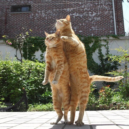 猫咪发情时我们应该怎么办？大掌柜带你了解猫咪的发情期！