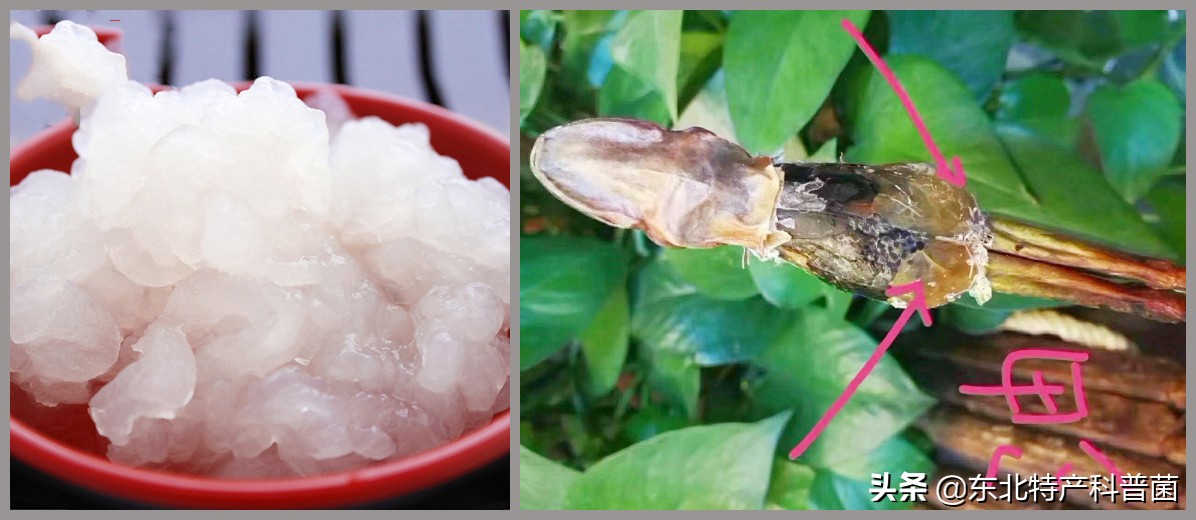 东北“新三宝”之首，营养价值竟比野山参还高