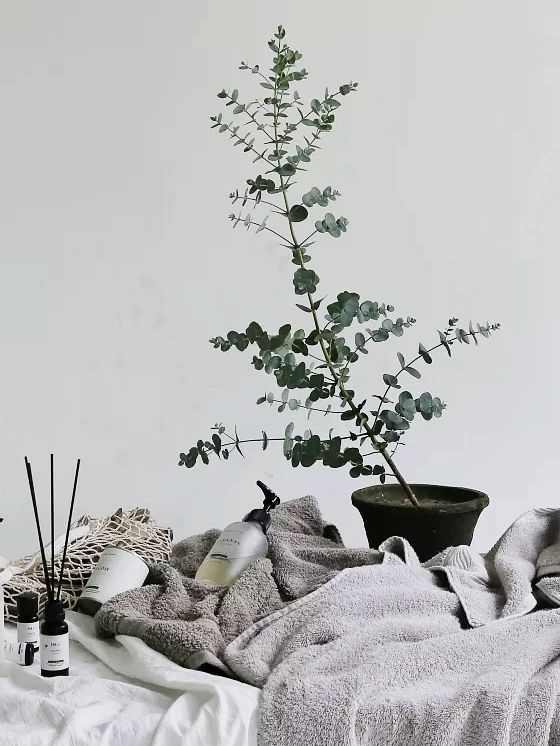 尤加利叶的养护知识,花店的尤加利叶要怎么养护