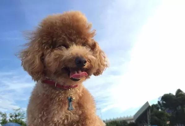 福懋动物诊所打疫苗,福懋宠物疫苗