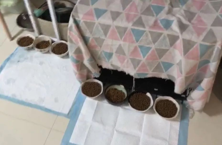 铲屎官旅游小猫咪开门,铲屎官出门猫咪躲床下