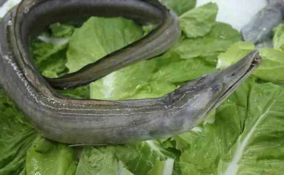 开海什么海鲜最好,开海季肥美海鲜