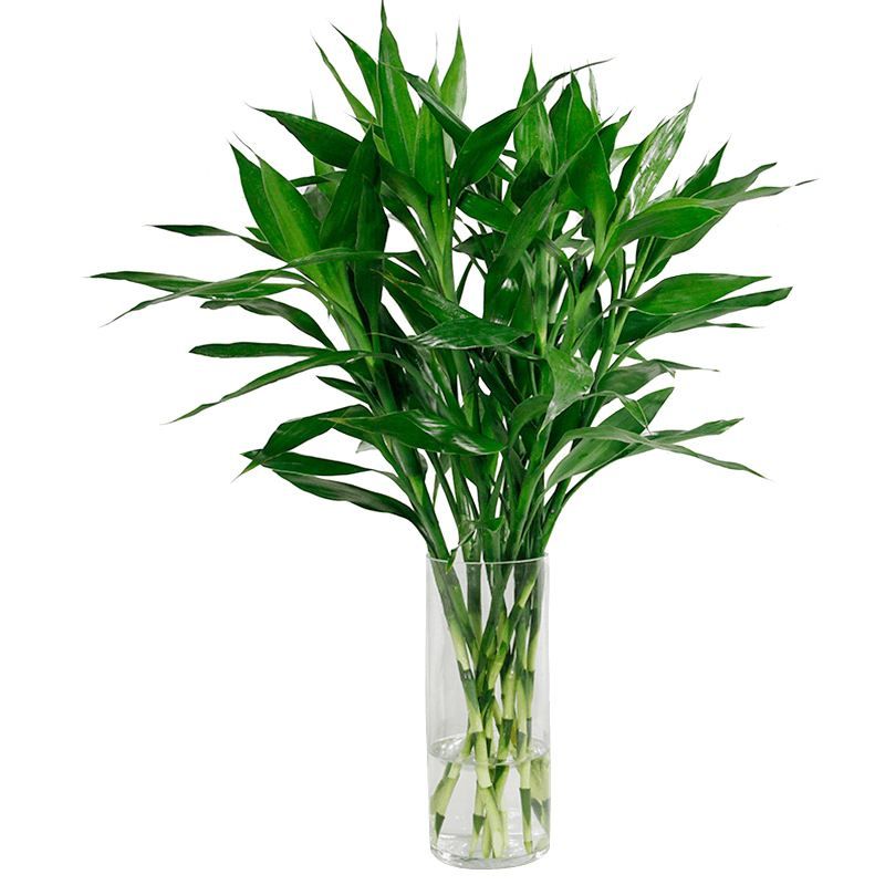 富贵竹叶片发黄、根部发臭,这样做,保准让其一片生机