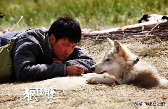 狼图腾对狼的赞美,狼图腾体现的人与自然和谐