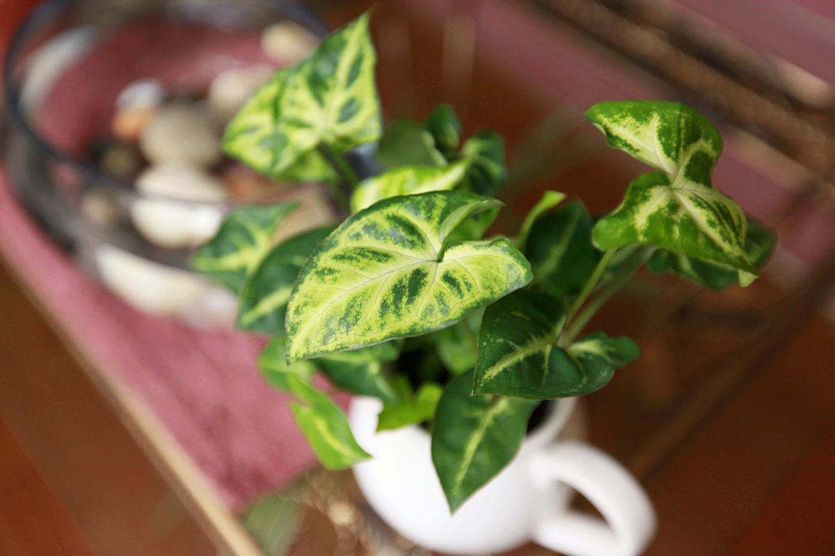 合果芋的养殖方法和注意事项,合果芋繁殖技巧后期怎么管理