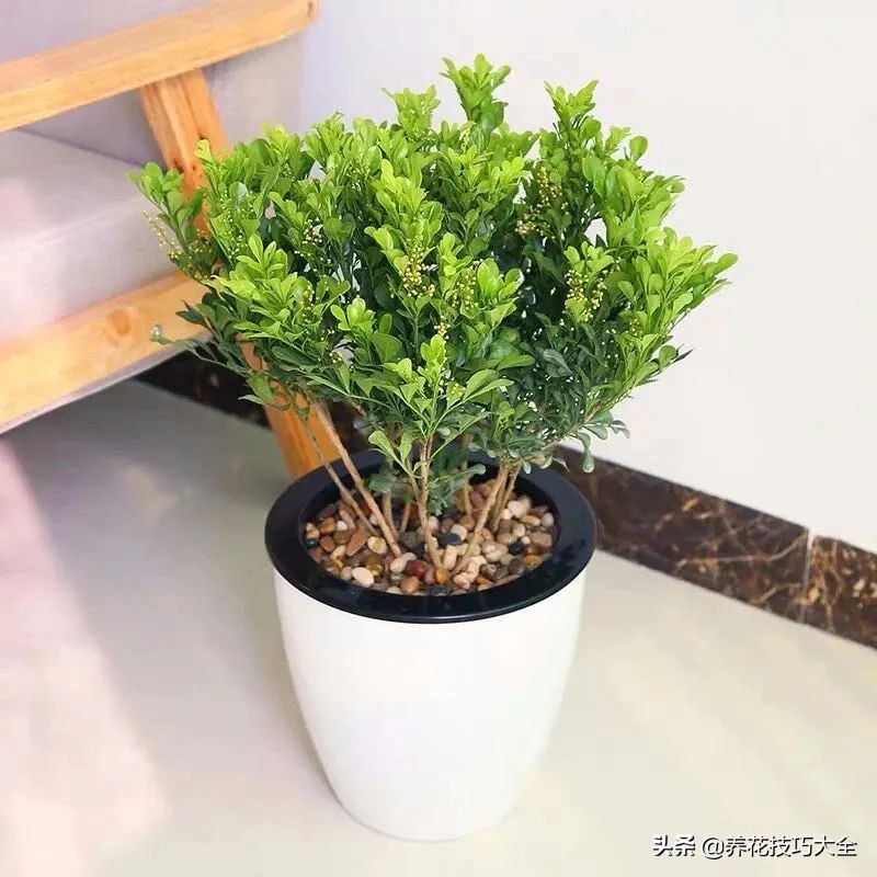 什么品种的香水花最好养,10种最香的香水花