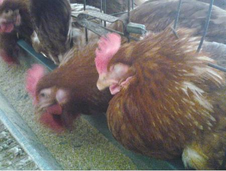 呼吸道这个病为什么治不好,呼吸道经常出问题怎么回事