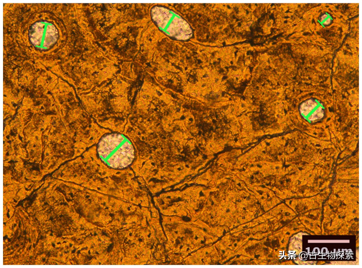 蛇颈龙为什么存在那么久,蛇颈龙为什么会进化