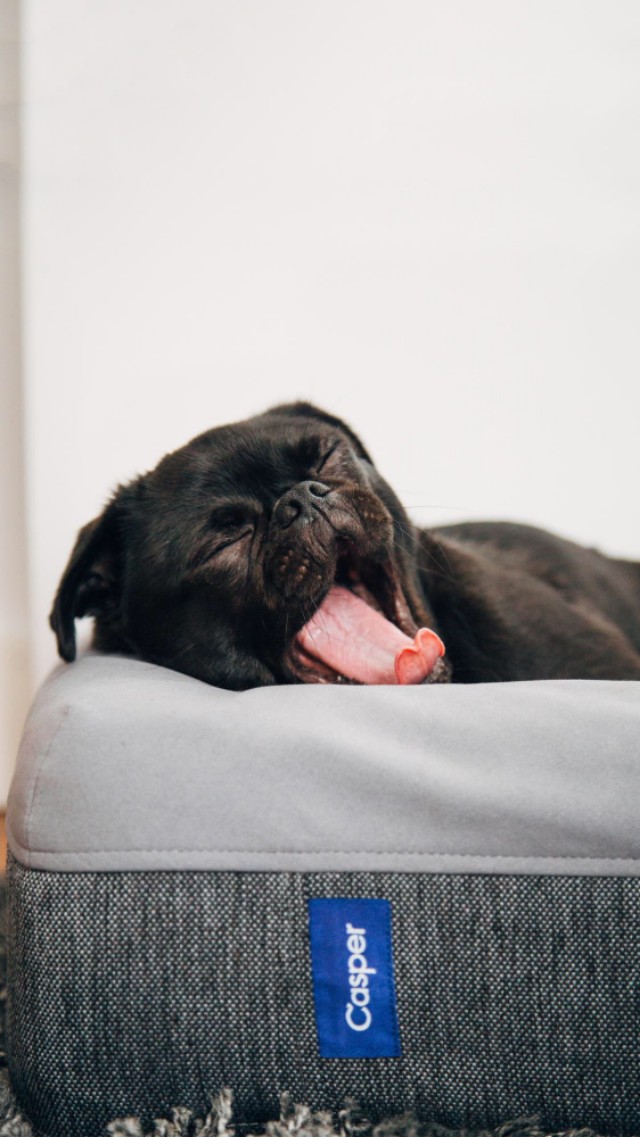 可爱宠物狗高清壁纸,人和狗的高清壁纸