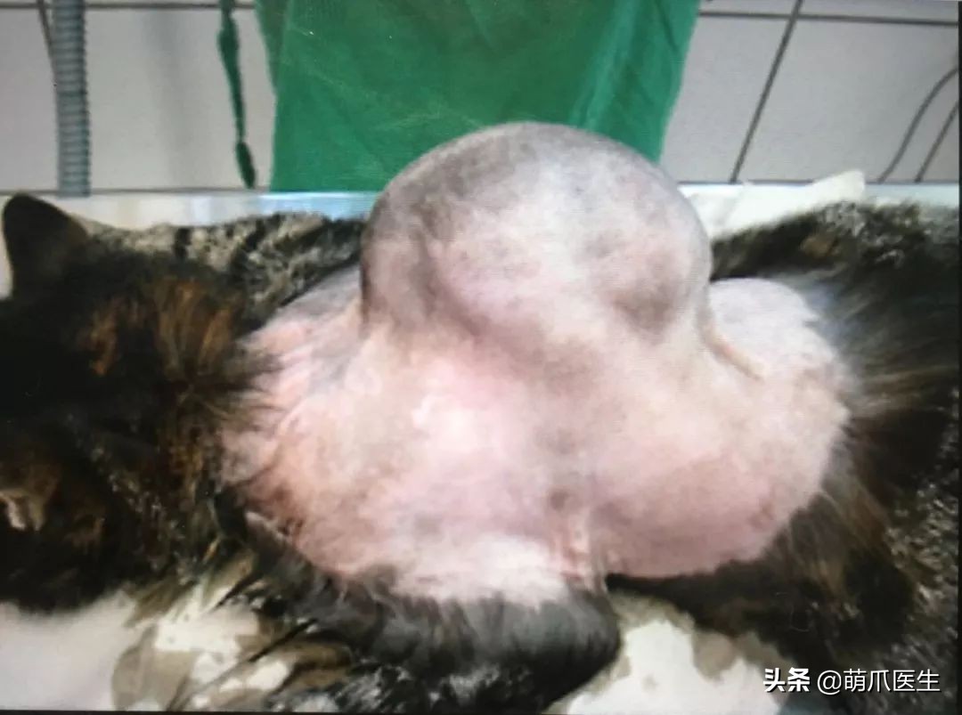 给猫打针避免打到神经,给猫打针要不要消毒