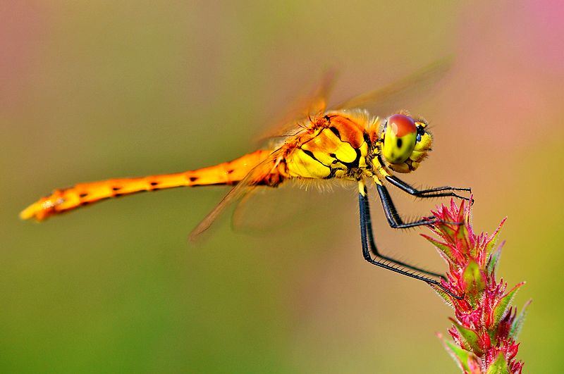 栖息在晚霞中的蜻蜓,栖息在竹林里的蜻蜓