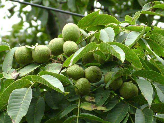 核桃树坐果时期怎样管理核桃树,核桃树怎样提高坐果率