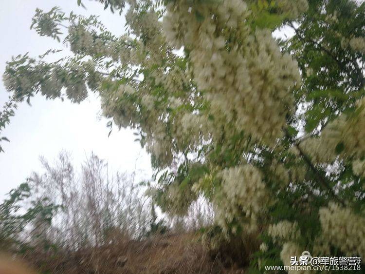 时隔多年老连长带老兵回归军营,三位老战友回忆当年军旅