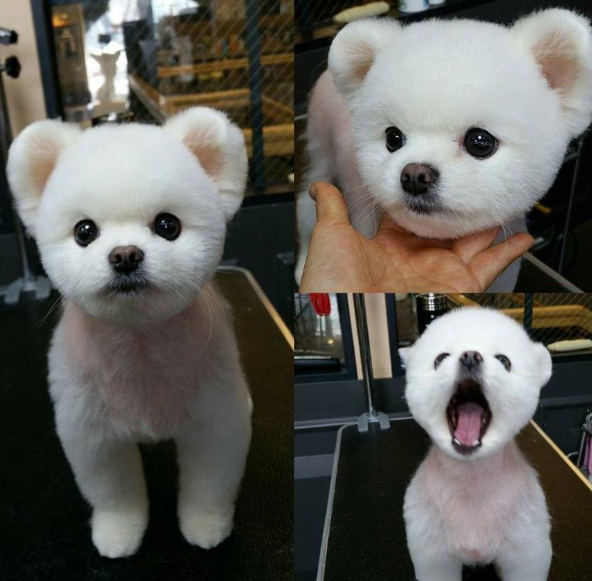 博美狗狗发疯一样到处乱跑,博美狗狗乱拉屎被打