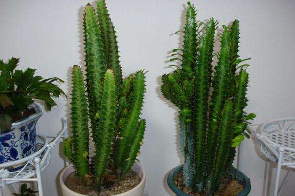 家里养的耐旱寓意好的花,什么盆栽花寓意好好养活不招虫