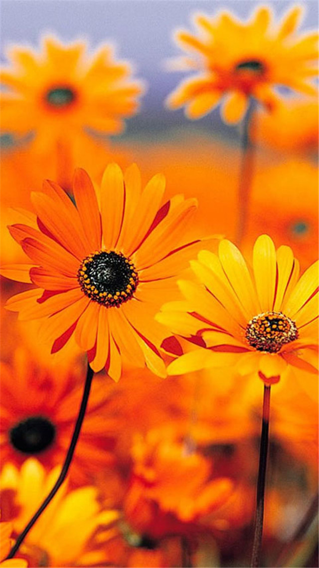 高清壁纸8k风景壁纸,风景壁纸超清手机壁纸